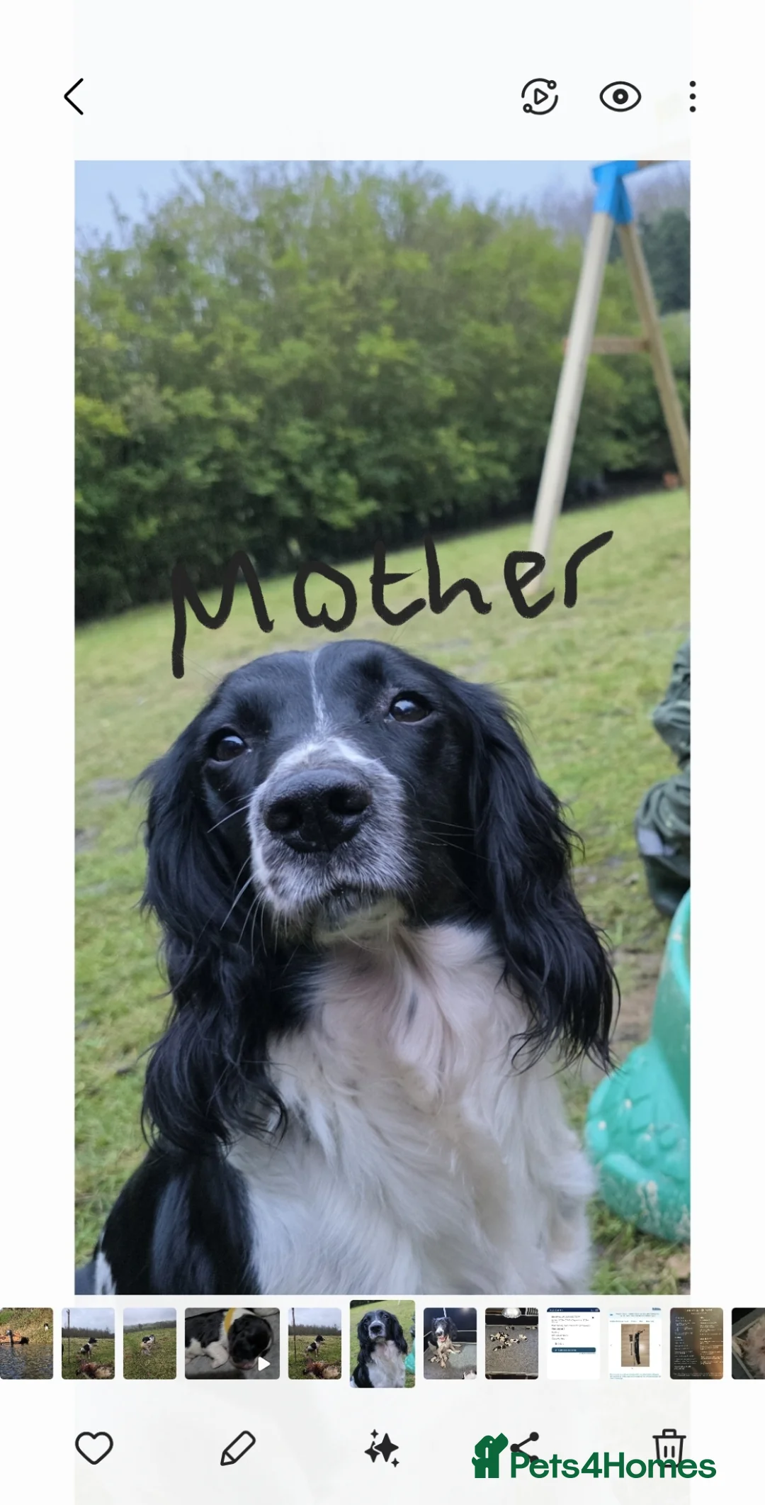 English Springer Spaniel dogs for sale: English Springer Spaniel Pups  - Advert 2