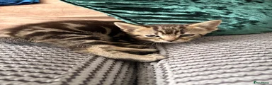 Domestic Shorthair 1