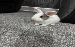 Dutch rabbits for sale: Baby Rabbits - Advert 1