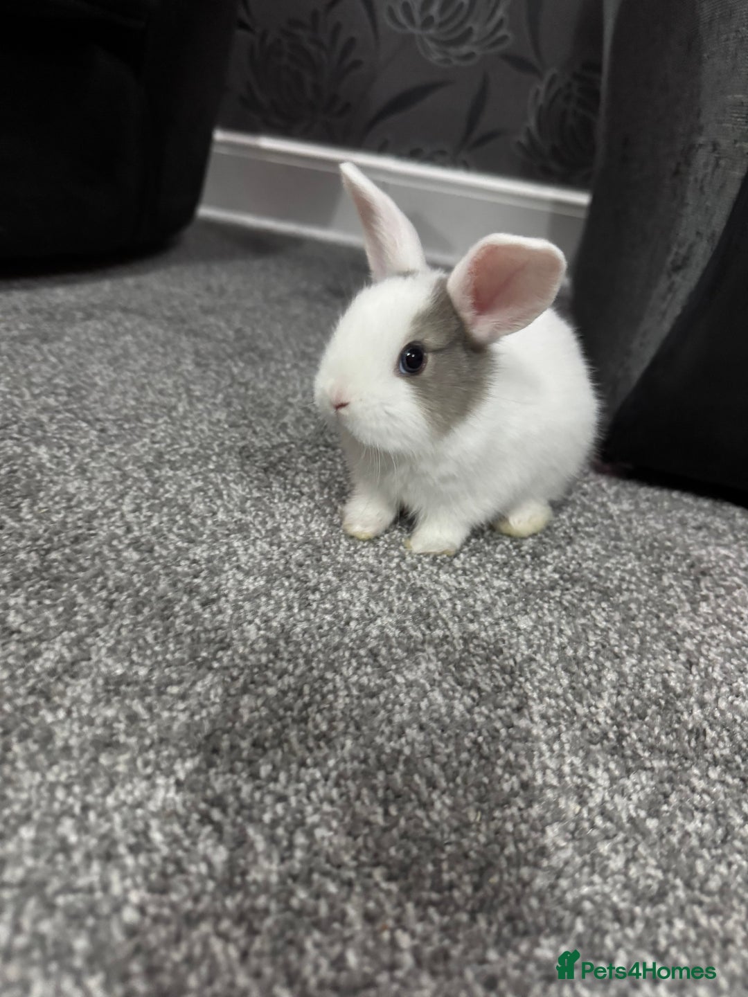 Dutch rabbits for sale: Baby Rabbits - Advert 1