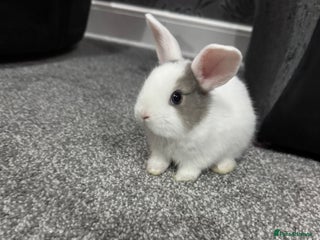 Dutch rabbits for sale: Baby Rabbits - Advert 1