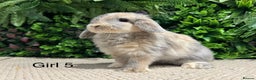 Mini Lop rabbits for sale: Mini lops ready to reserve  - Advert 5