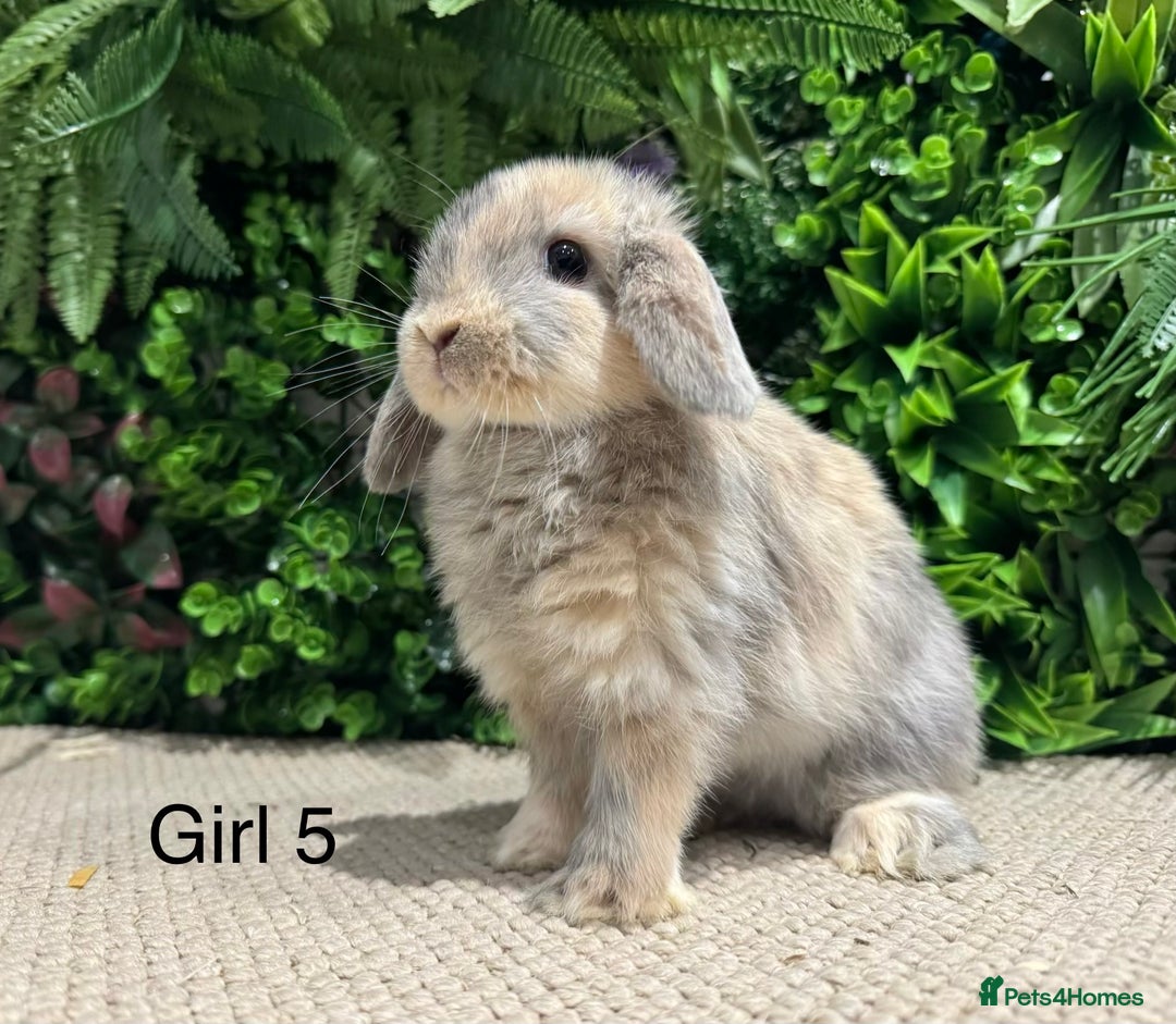 Mini Lop rabbits for sale: Mini lops ready to reserve  - Advert 5