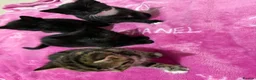 American Shorthair cats for sale: 3 Girls 1 Boy in Bristol - Advert 8