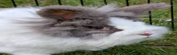 Lionhead rabbits for sale: Home needed for beautiful female bunny - Advert 1