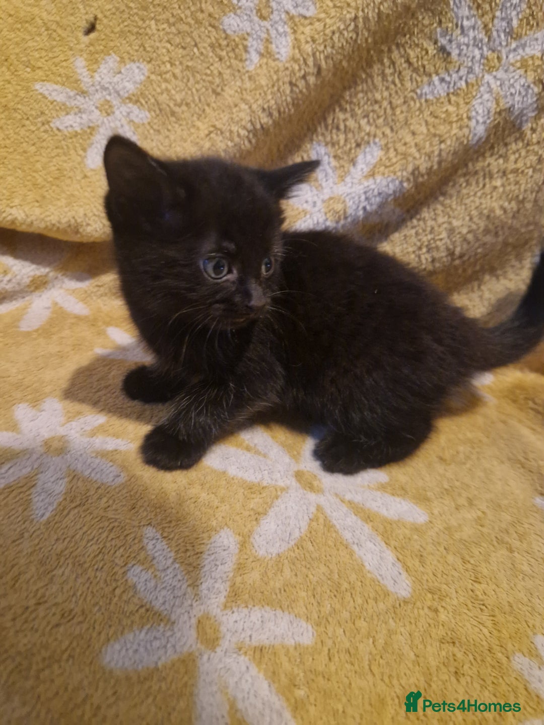 Mixed Breed cats for sale: 5 stunning kittens - Image 2