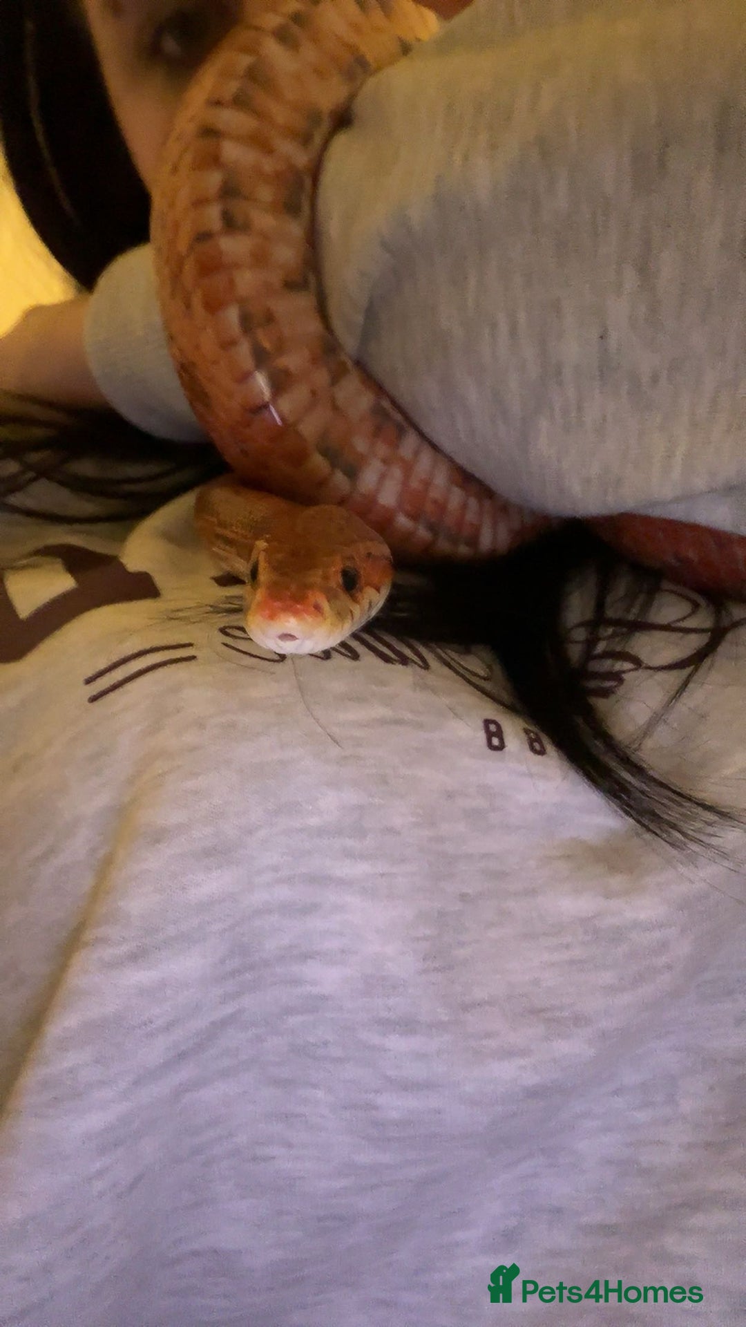 Corn Snake reptiles for sale: Corn Snake with Viv - Advert 1