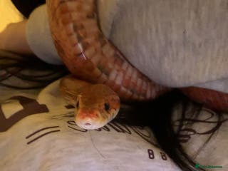 Corn Snake reptiles Corn Snake with Viv - Advert 1