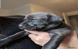 Mixed Breed dogs for sale: Spaniel jack cross jack chi pups - Image 3