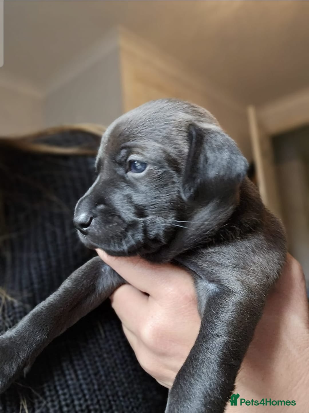 Mixed Breed dogs for sale: Spaniel jack cross jack chi pups - Image 3