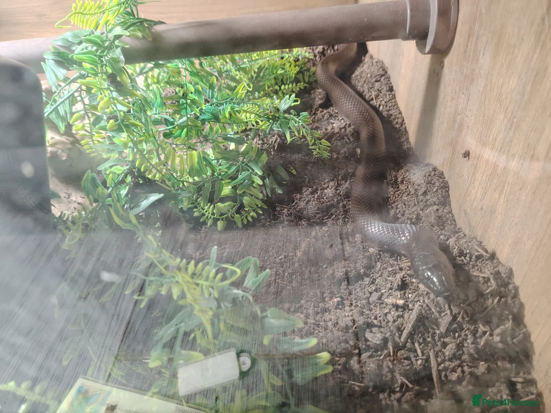 King Snake reptiles for sale: Black mexican kingsnake with setup  - Advert 1