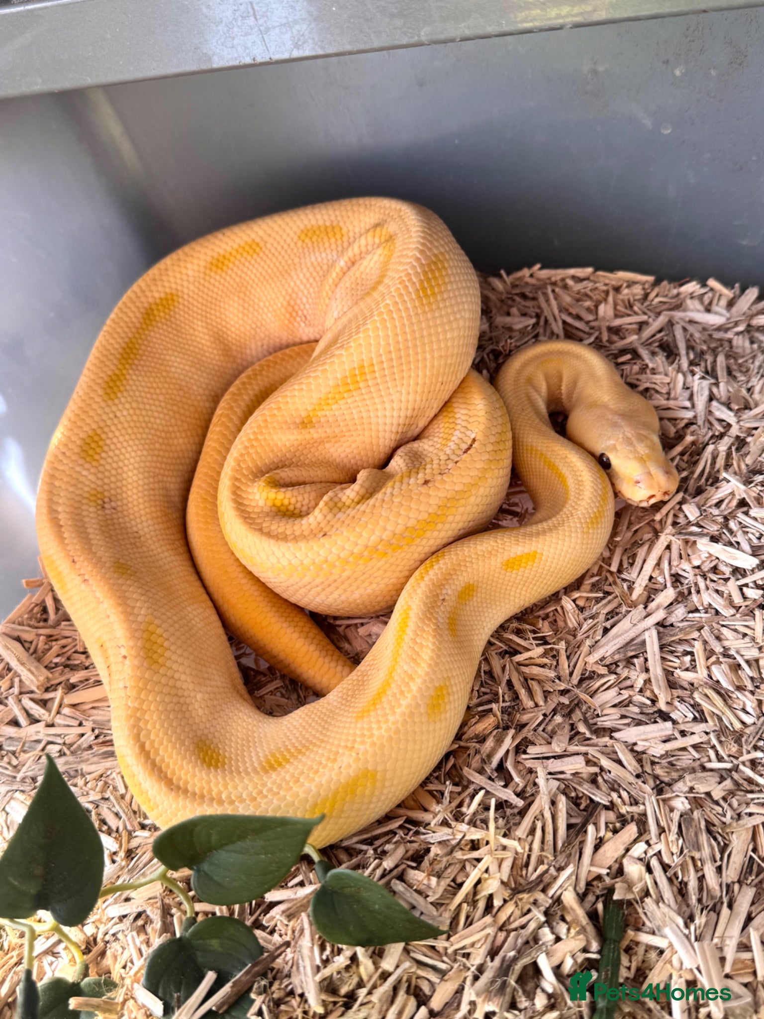 Python Snake reptiles 6 friendly Ball Royal Python sale - Advert 10