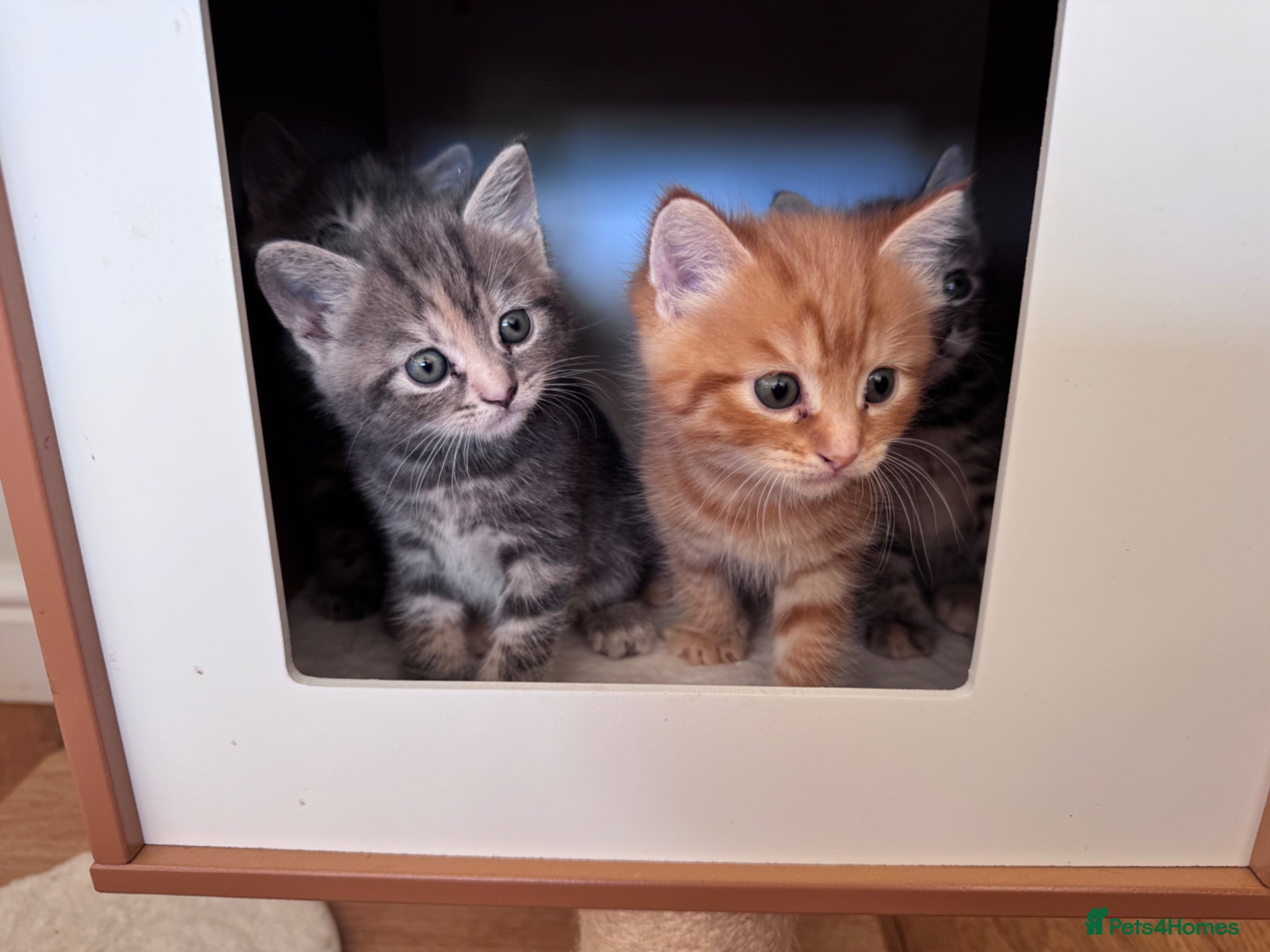 Mixed Breed cats for sale: Gorgeous fluffy affectionate kittens  in Cirencester - Advert 8