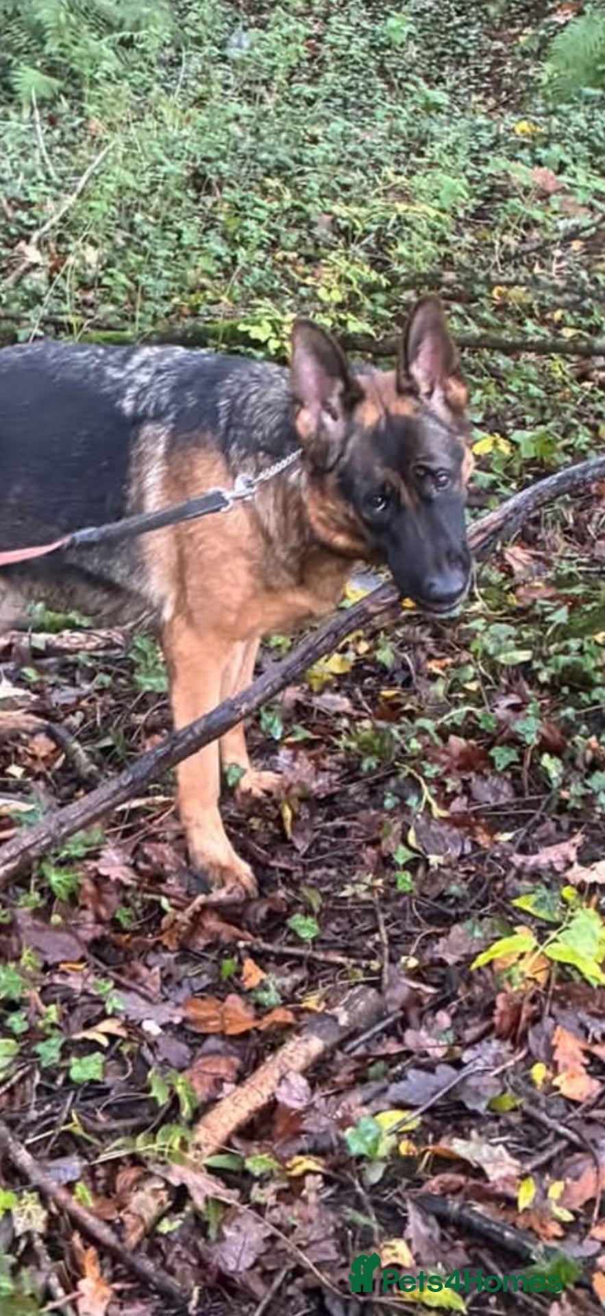 German Shepherd dogs for sale: German shepherd  - Advert 2