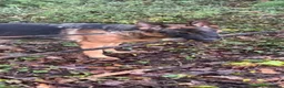 German Shepherd dogs for sale: German shepherd  - Advert 1