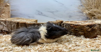 Guinea Pig rodents - Advert 15