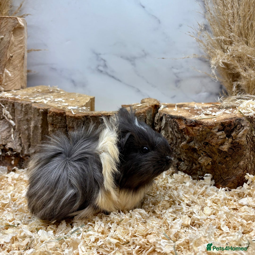 Guinea Pig rodents for sale: Lots of Baby Guinea Pigs for sale - Image 2