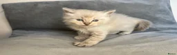 Ragdoll cats for sale: Beautiful mink ragdoll kittens all male  - Advert 11