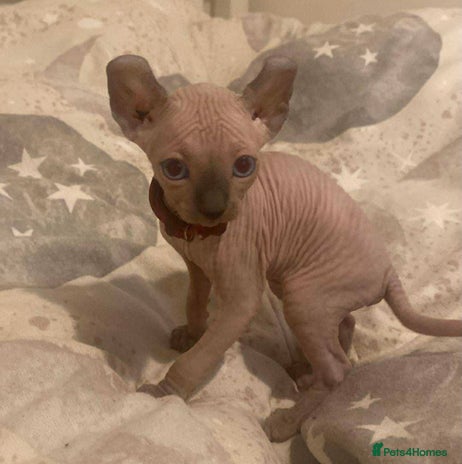 Sphynx cats - Advert 2