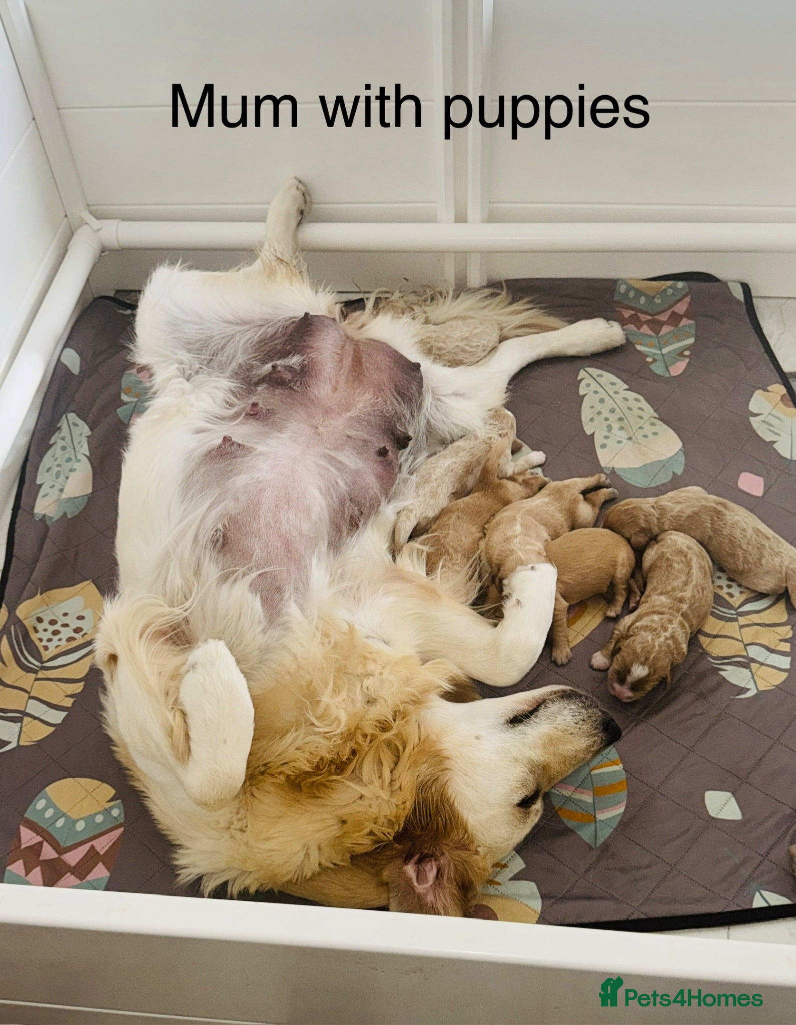 Goldendoodle dogs Goldendoodle  - Advert 3