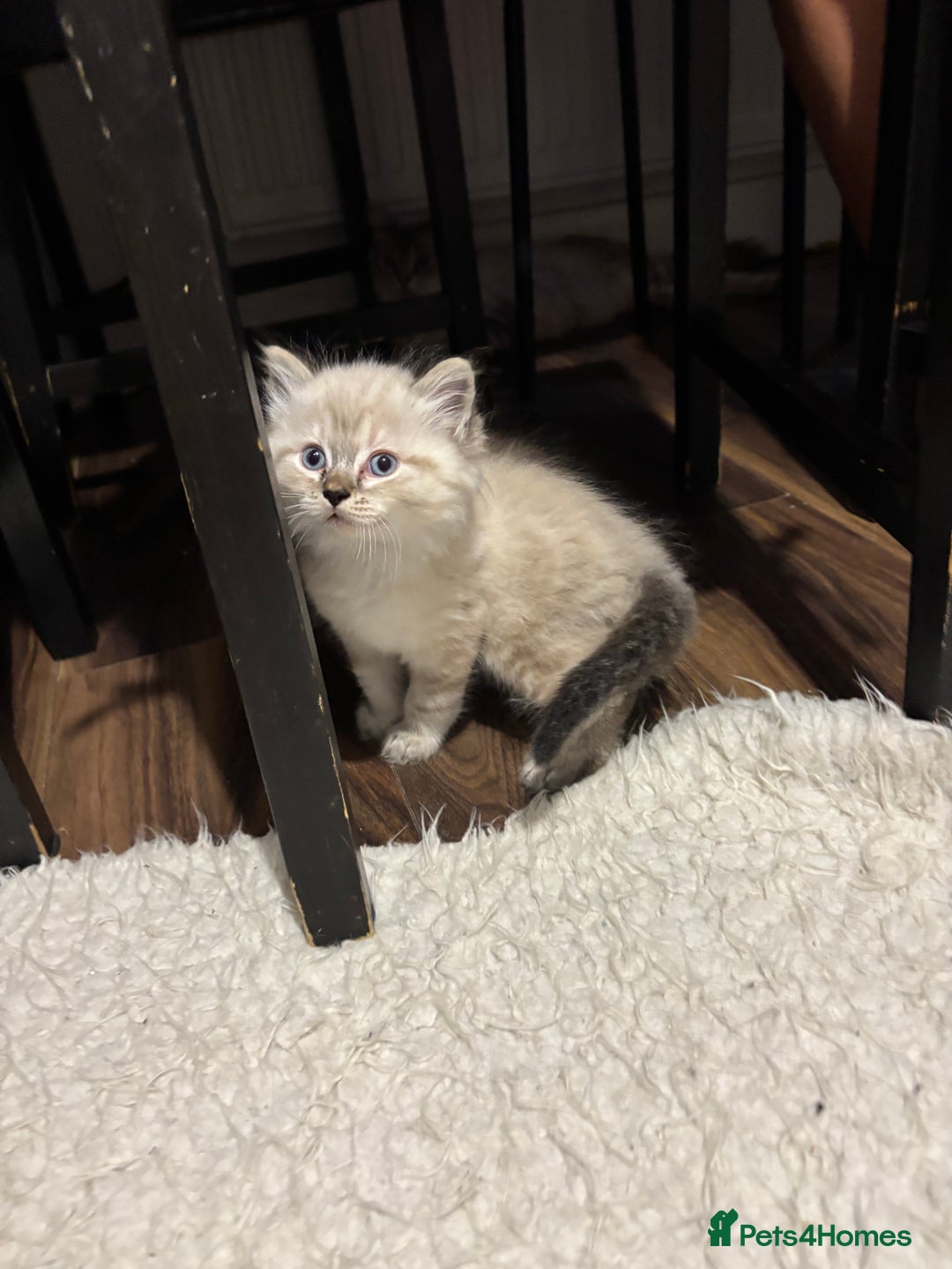 Ragdoll cats for sale: Blue Lynx Ragdoll kittens  - Advert 6