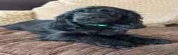 Cocker Spaniel dogs for sale: Health Tested KC Reg Showline Cocker Spaniel Pups - Advert 22