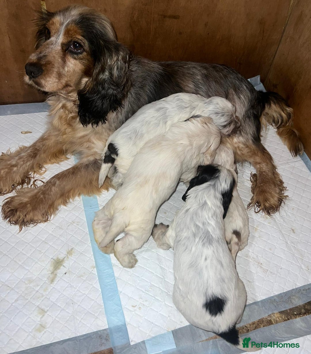 Cocker Spaniel dogs for sale: Kc registered show cocker spaniels  - Advert 1