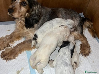 Cocker Spaniel dogs Kc registered show cocker spaniels - Advert 1