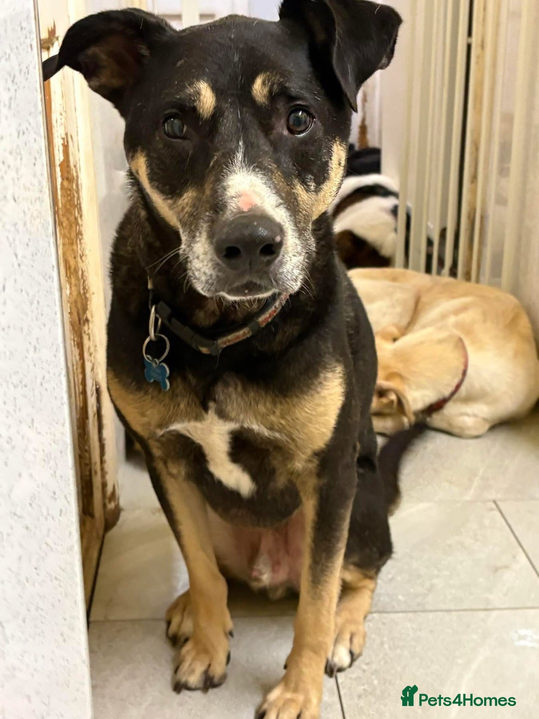 Mixed Breed dogs for adoption: Ralph - Norwich Norfolk  - Advert 2