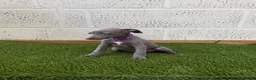 Whippet dogs for sale: Whippet puppies in Wisbech - Advert 8