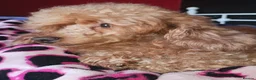 Toy Poodle dogs for stud: Stunning kc health tested toy poodle for stud - Advert 3