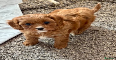 Cavapoo dogs - Advert 3