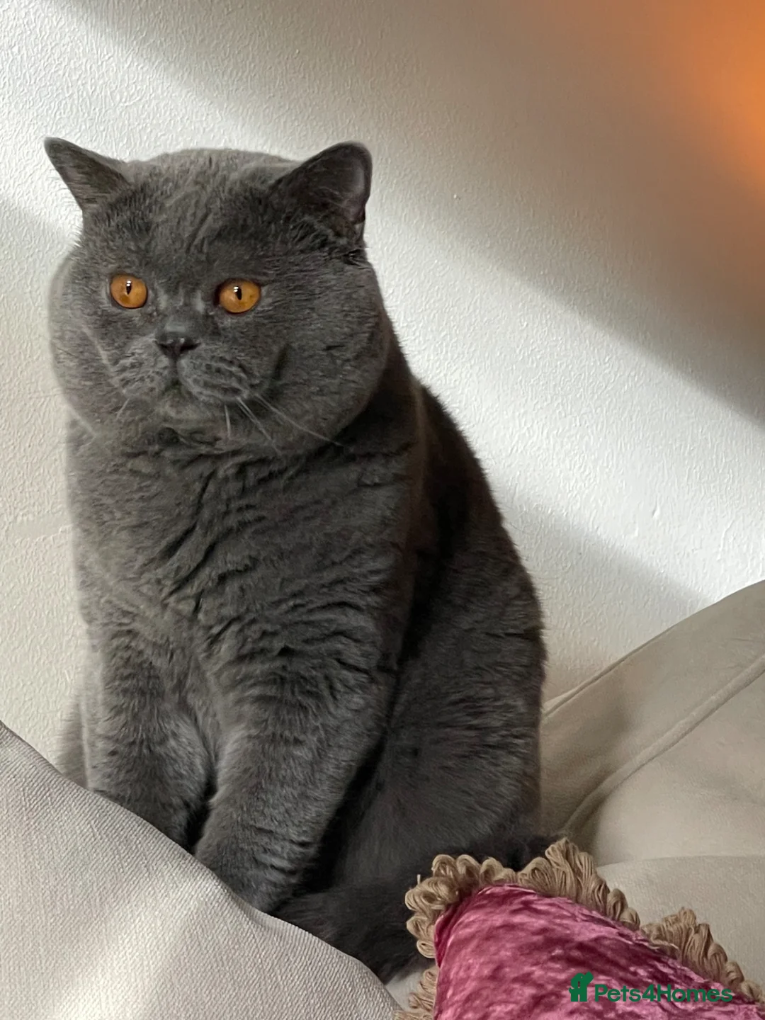 British Shorthair cats for sale:  GEORGEOUS BRITISH SHORTHAIR BLUE KITTENS - Advert 2