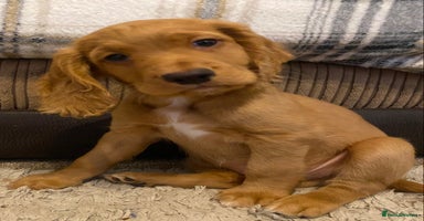 Cocker Spaniel dogs - Advert 16