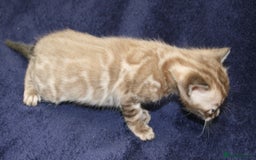 Bengal cats for sale: TICA Registered Bengal Kittens–Ready Nov 2025 🐾 - Image 14