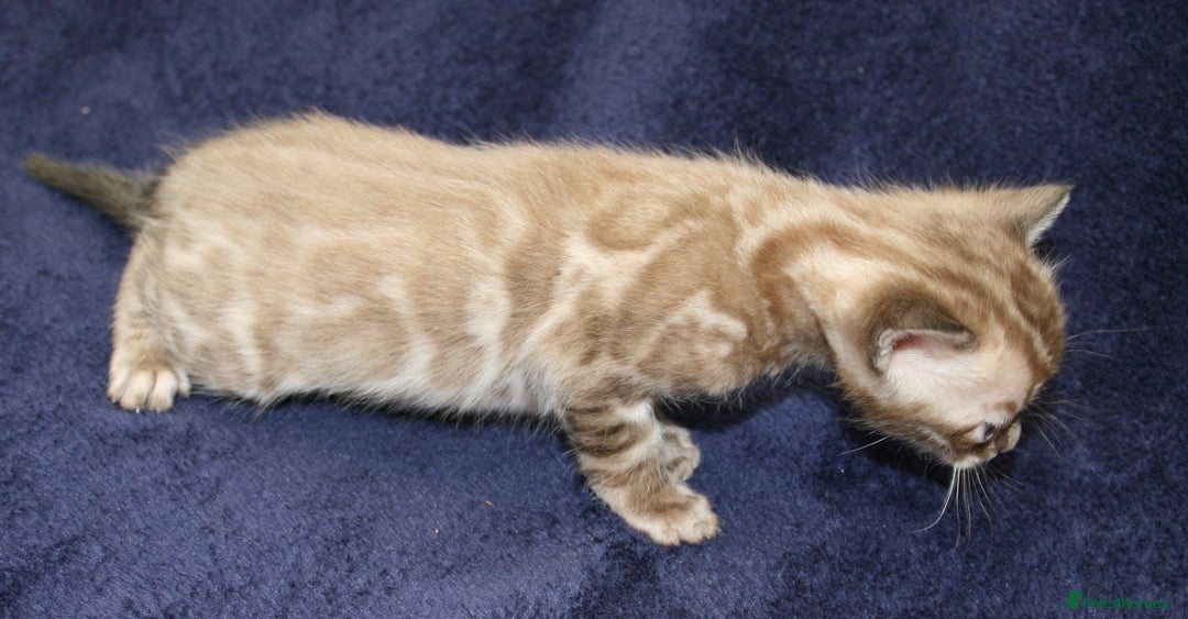 Bengal cats for sale: TICA Registered Bengal Kittens–Ready Nov 2025 🐾 - Image 14