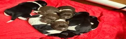 German Shorthaired Pointer dogs for sale: KC registered German shorthairs pointers for sale  - Advert 4