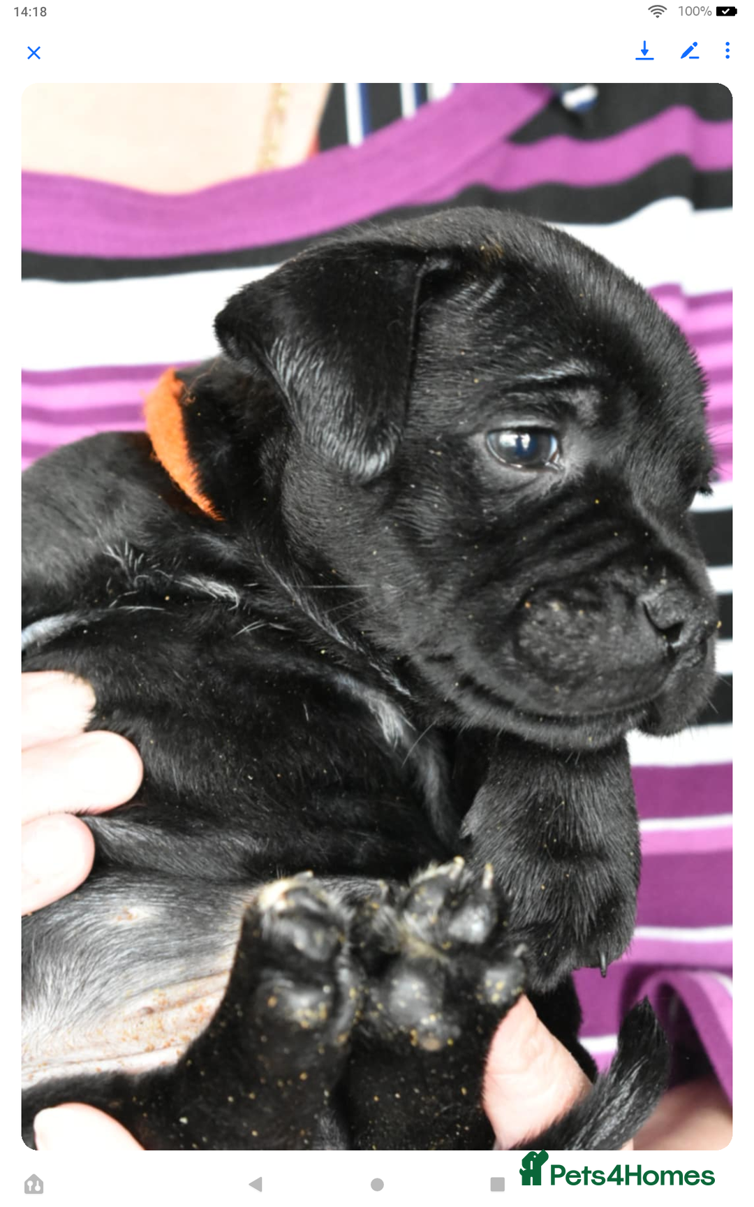 Staffordshire Bull Terrier dogs for sale: Kc registered Staffordshire Bull terrier pups - Image 23