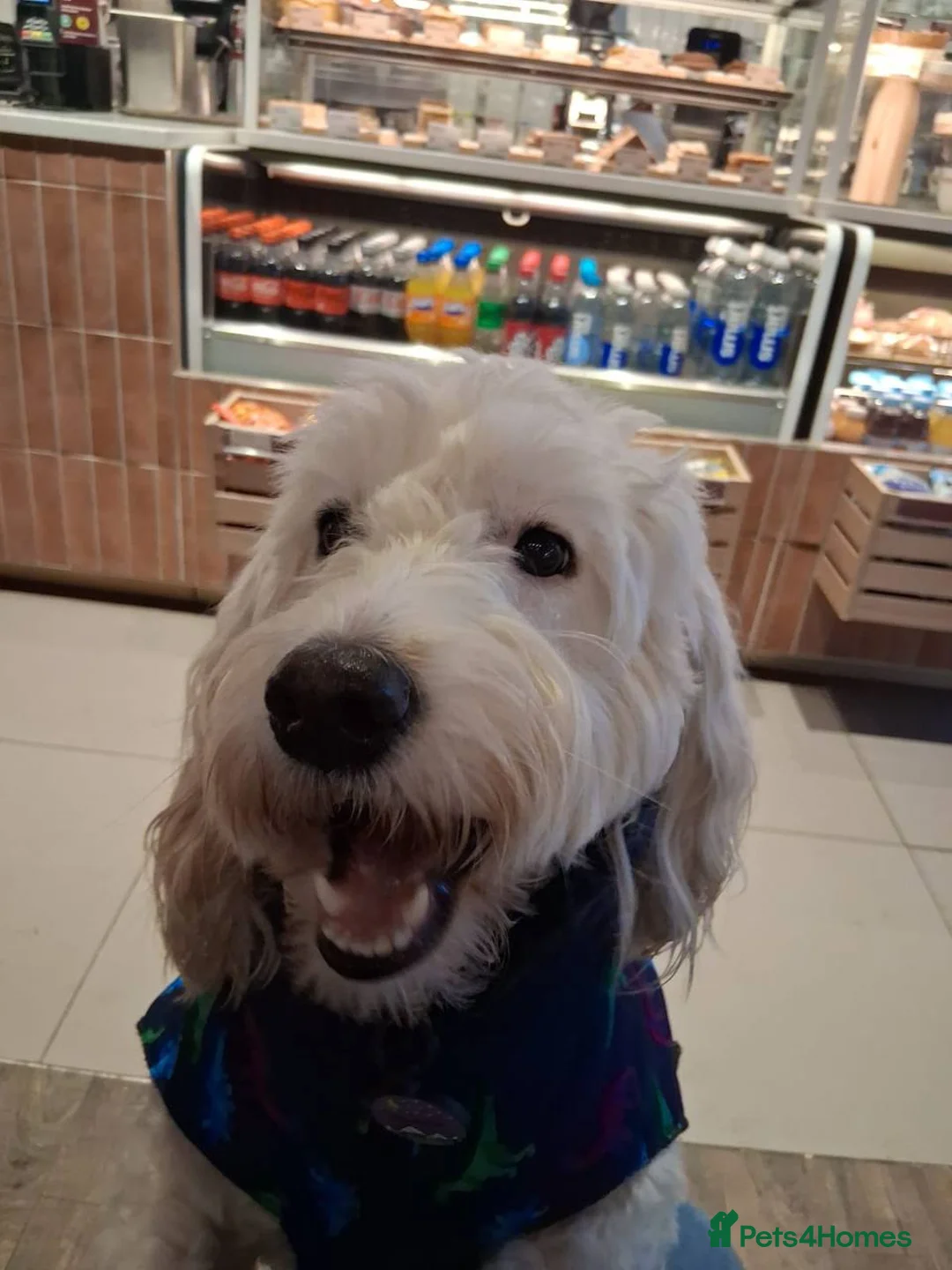 Cockapoo dogs for sale: Beloved 18 month F1 female Cockapoo for sale - Advert 2