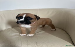 Mixed Breed dogs for sale: Cane Corso/boxer X Dogue de Bordeaux  - Image 2