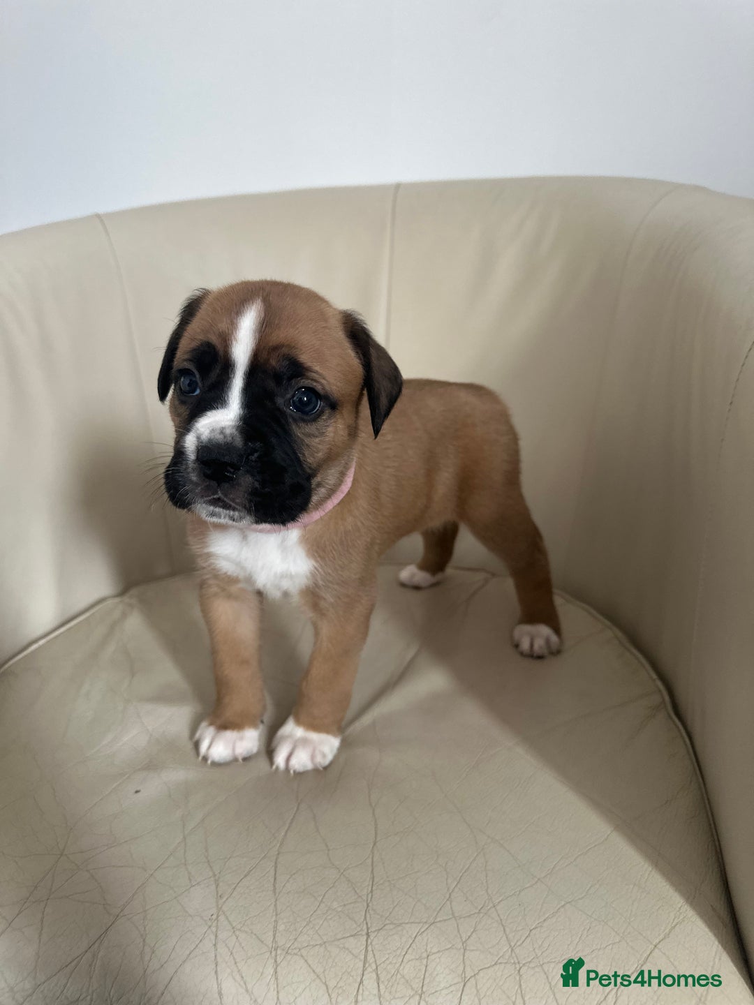 Mixed Breed dogs for sale: Cane Corso/boxer X Dogue de Bordeaux  - Image 2