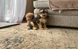 Cockapoo dogs for sale: F1 cocapoos ready to leave in Bishop's Stortford - Image 5