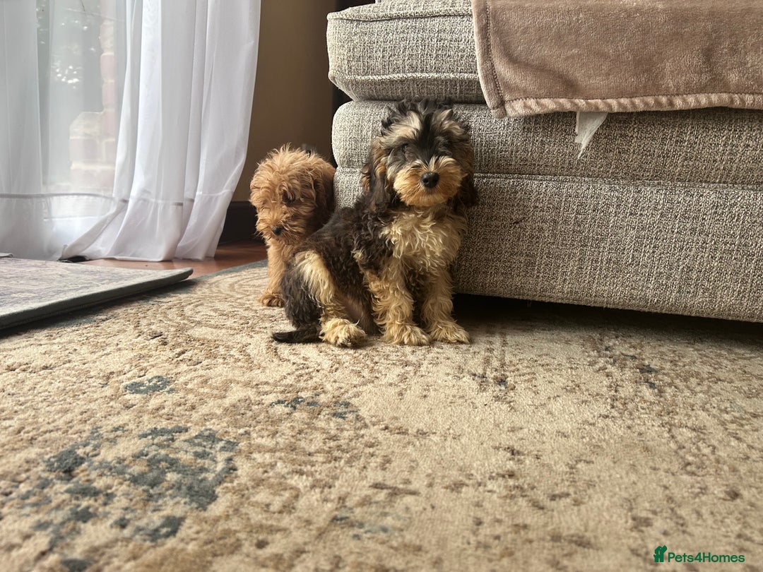 Cockapoo dogs for sale: F1 cocapoos ready to leave in Bishop's Stortford - Image 5