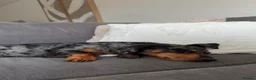 Jackshund dogs for stud: Male Jackshund - Arlo  - Advert 6