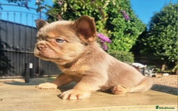 French Bulldog dogs for sale: Beautiful French bulldogs - Image 21