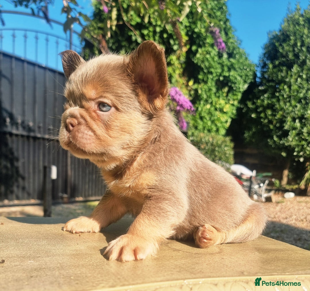 French Bulldog dogs for sale: Beautiful French bulldogs - Image 21