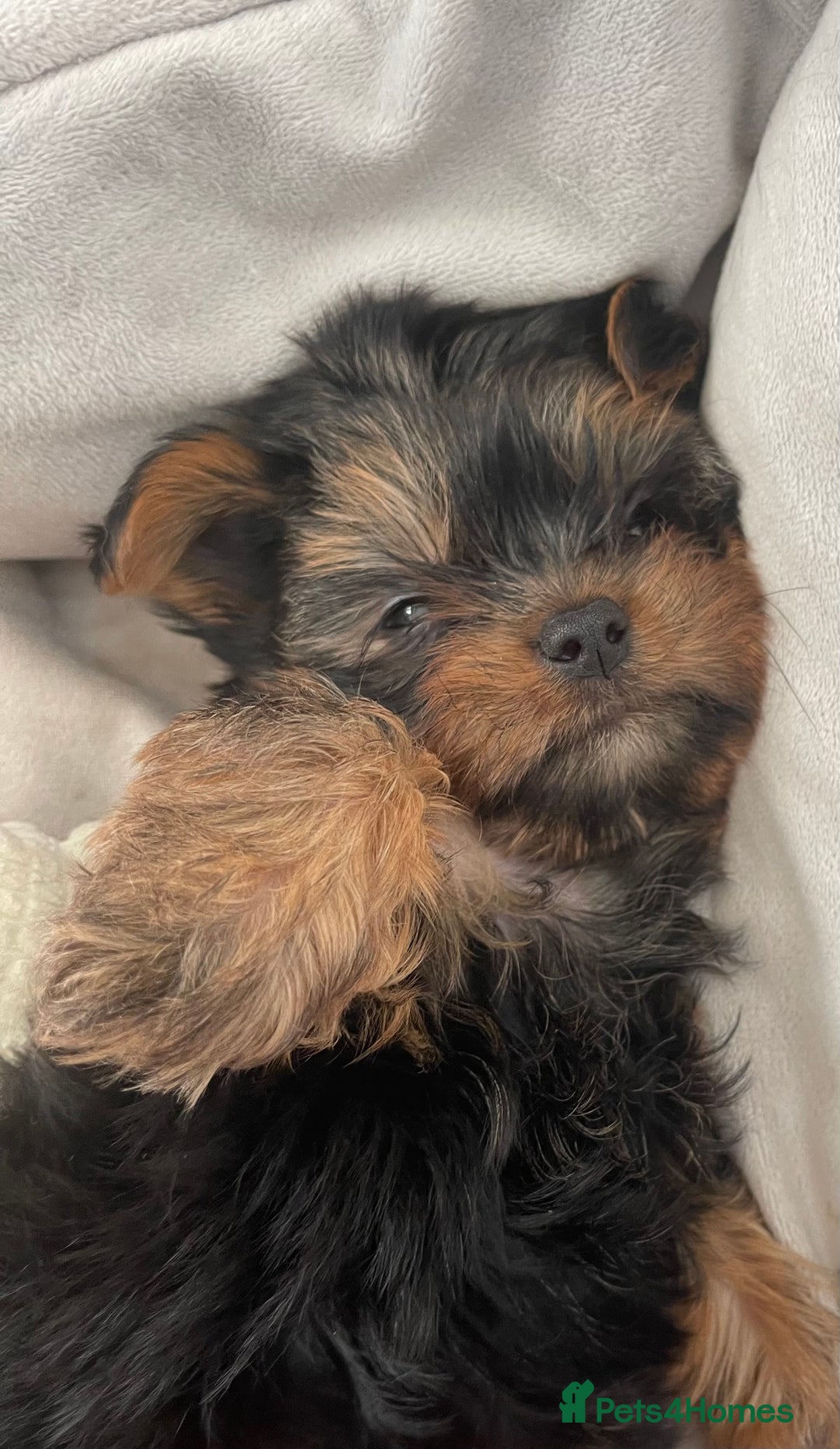 Yorkshire Terrier dogs for sale: Adorable Mini Yorkshire Terrier puppies - Advert 14