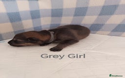 German Shepherd dogs for sale: German Shepherd Puppies - Image 8