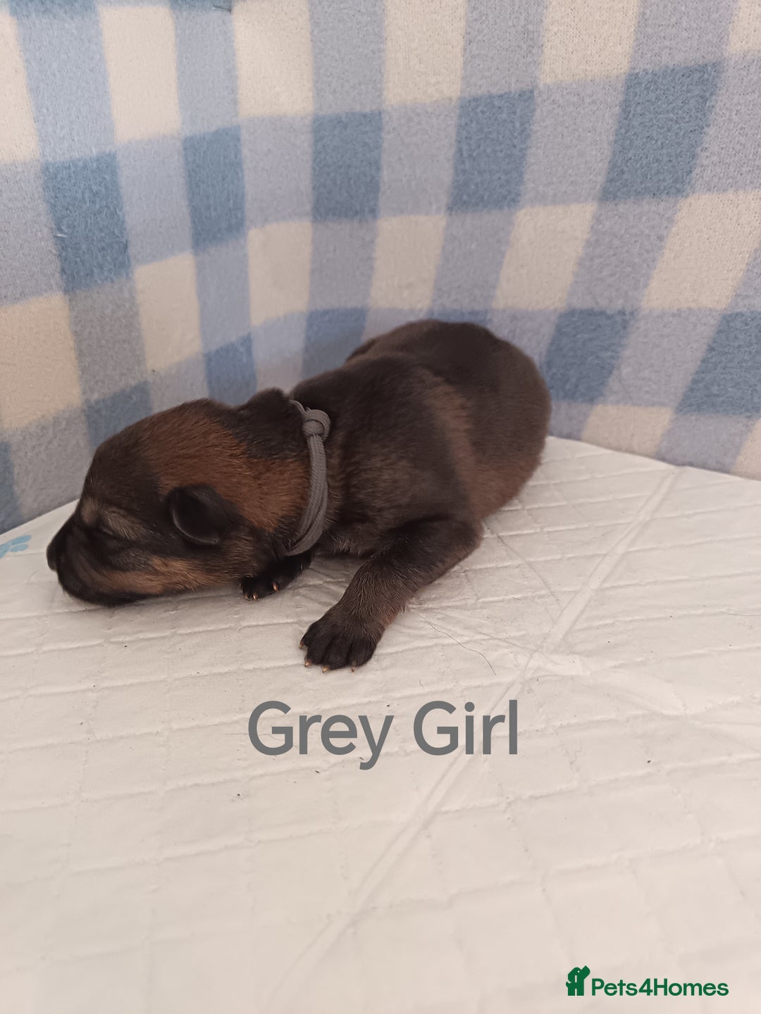 German Shepherd dogs for sale: German Shepherd Puppies - Image 8