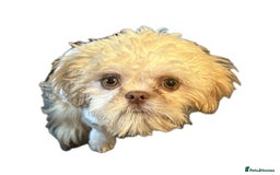 Shih Tzu dogs for stud: Tiny Percy  🤍 💙 New boy on the block - Image 3